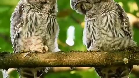 two lovely owls,Two cute owls in love