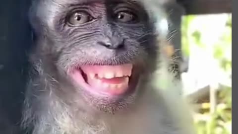 Funny Monkey Smile😂🐒 -- #funny #monkey #shorts