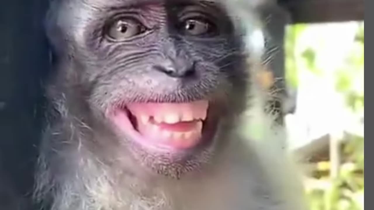 Funny Monkey Smile๐๐ -- #funny #monkey #shorts