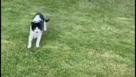 Funny Animal Part 15