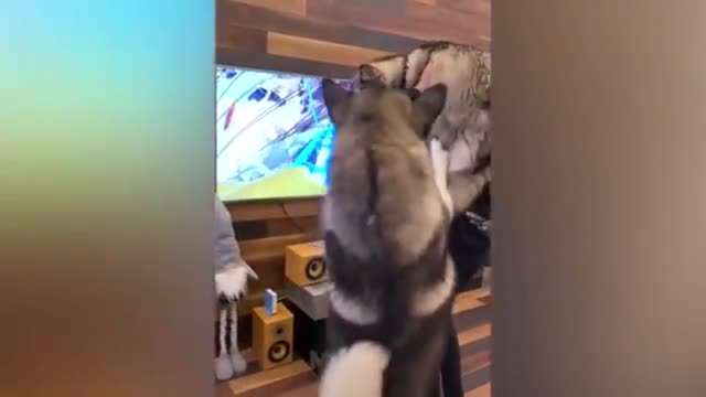 the cutest and funniest pet videos