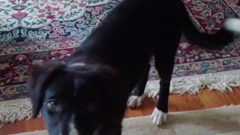 Thea pup