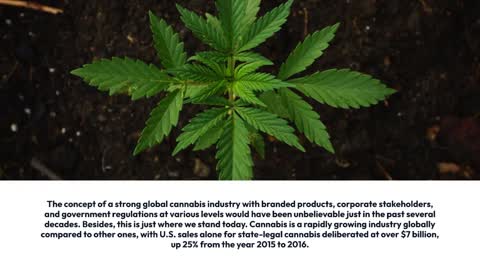 Metabolomic Research Measurements of Ion Suppression for Cannabis Standards