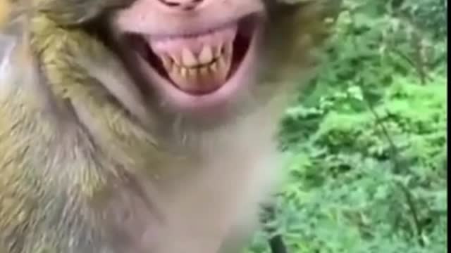 Funny Videos 2022 Viral Try Not To Lough