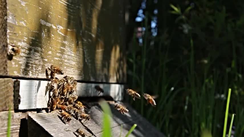 Industrious little bee tireless work, this is worth learning