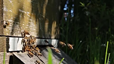 Industrious little bee tireless work, this is worth learning