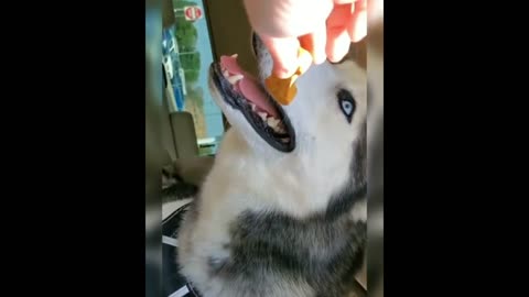 FUNNY Puppies compilation