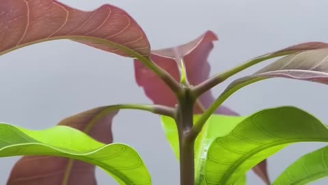 Mangotree