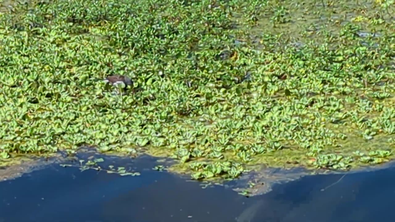 Common Gallinule foraging on the water 3.4.24