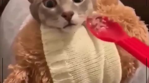 Funny Cats Do you love animals?