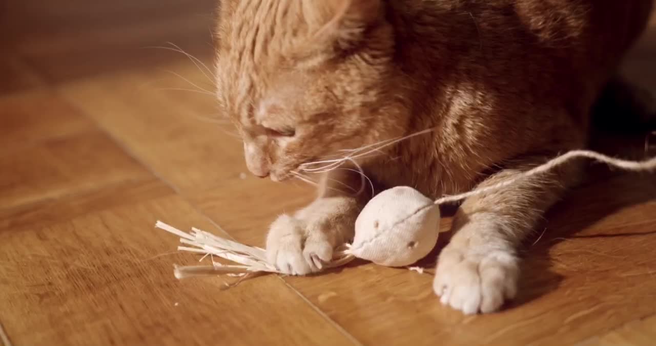 Cat play…