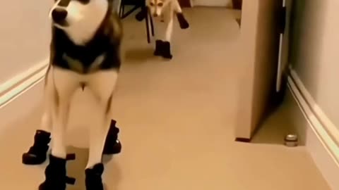 Funniest Animals 2023 @ Best Cats and Dogs Videos#part1
