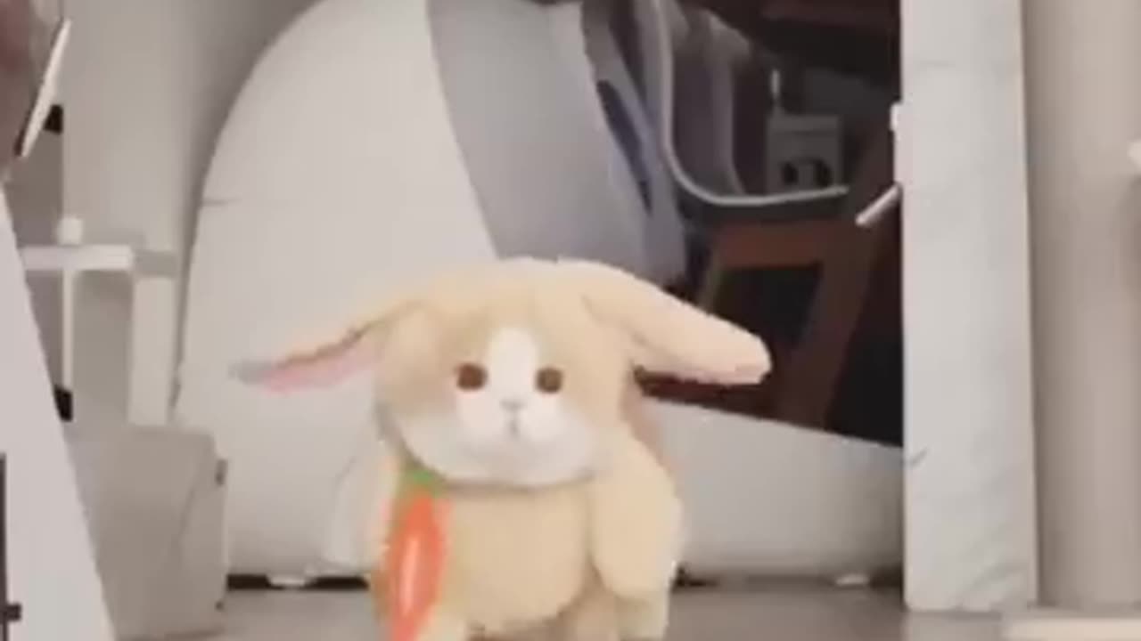 Cute cats