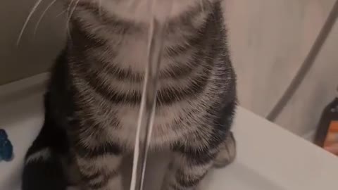 Funny Animal Videos 2022 😂 - Funniest Cats And Dogs Videos 😺😍 #63