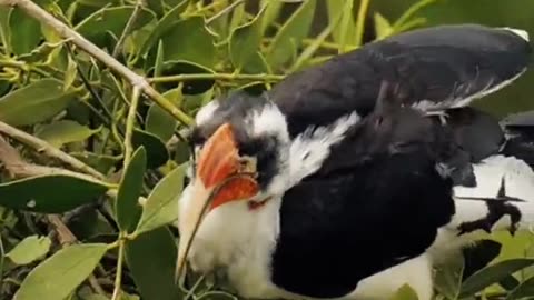 🦤 Watch an African Ostrich Preening Himself in the Wild! 🌍 & 🦜 Stunning Red-Billed Hornbill 🌳