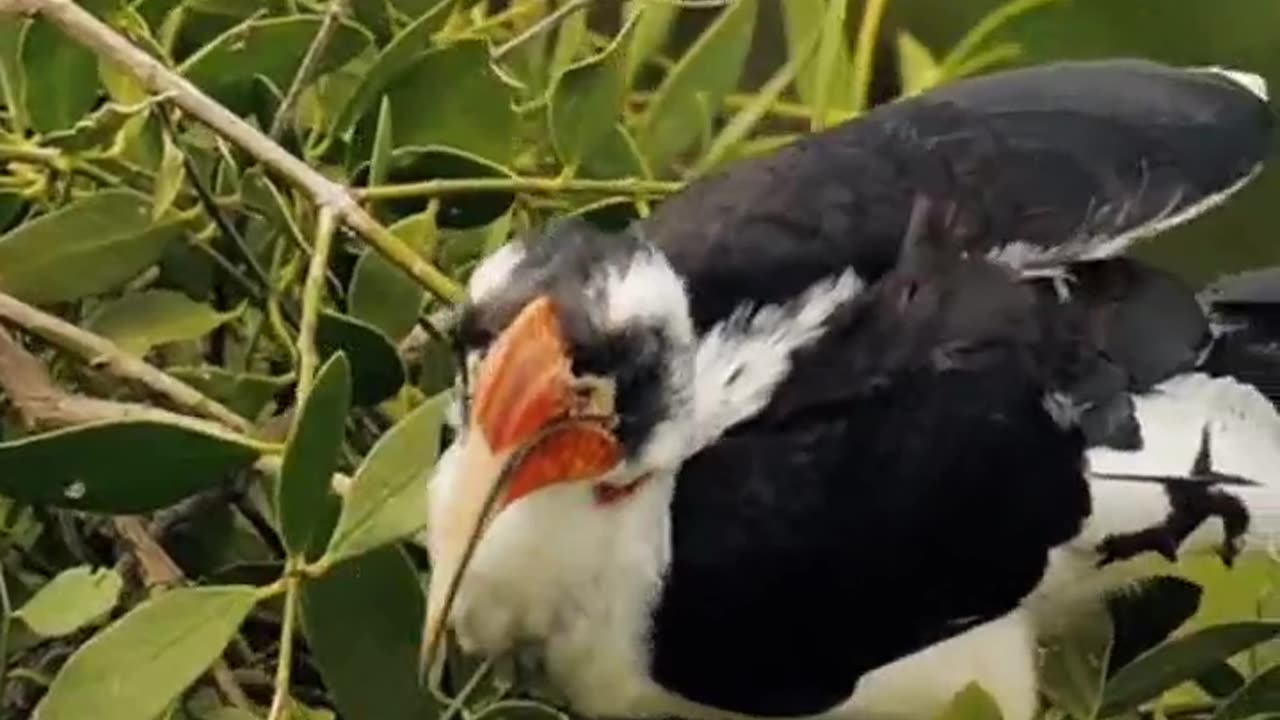 🦤 Watch an African Ostrich Preening Himself in the Wild! 🌍 & 🦜 Stunning Red-Billed Hornbill 🌳
