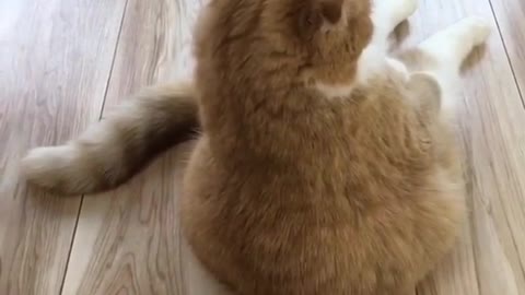 The Most Entertaining Happy Fat Cat Influencers You Need to Follow