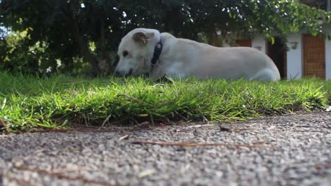 Dog puppy animal pet cute