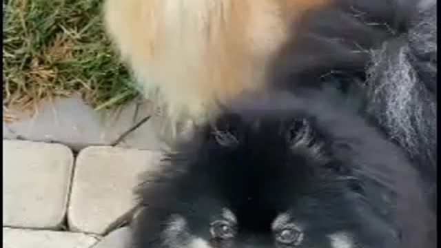 Baby doggy style and design