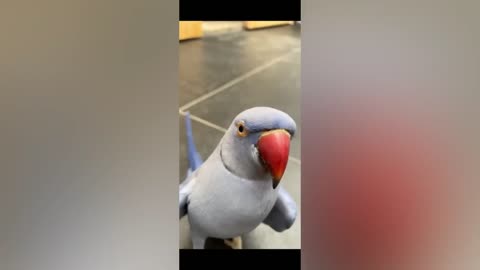 Smart And Funny Parrots Parrot Talking Videos Compilation (2023) - Cute Birds