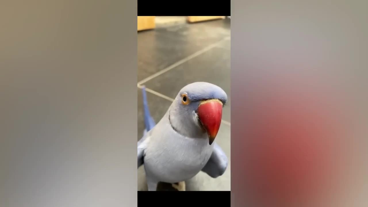 Smart And Funny Parrots Parrot Talking Videos Compilation (2023) - Cute Birds
