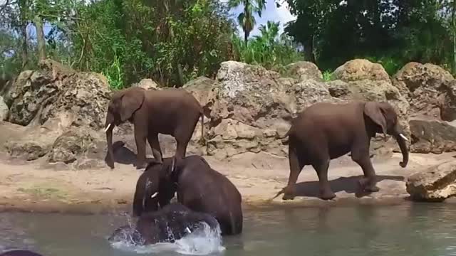 Cute Baby Elephant Takes A Bath at Disney's Animal
