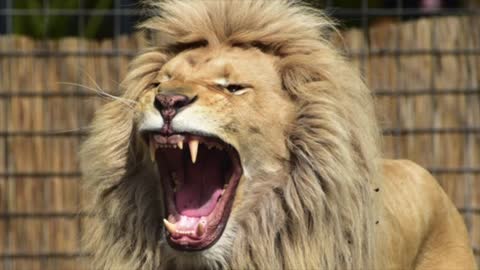 INTENSE Lion Roaring Sounds _ Scary Lions Roar Sound Effect