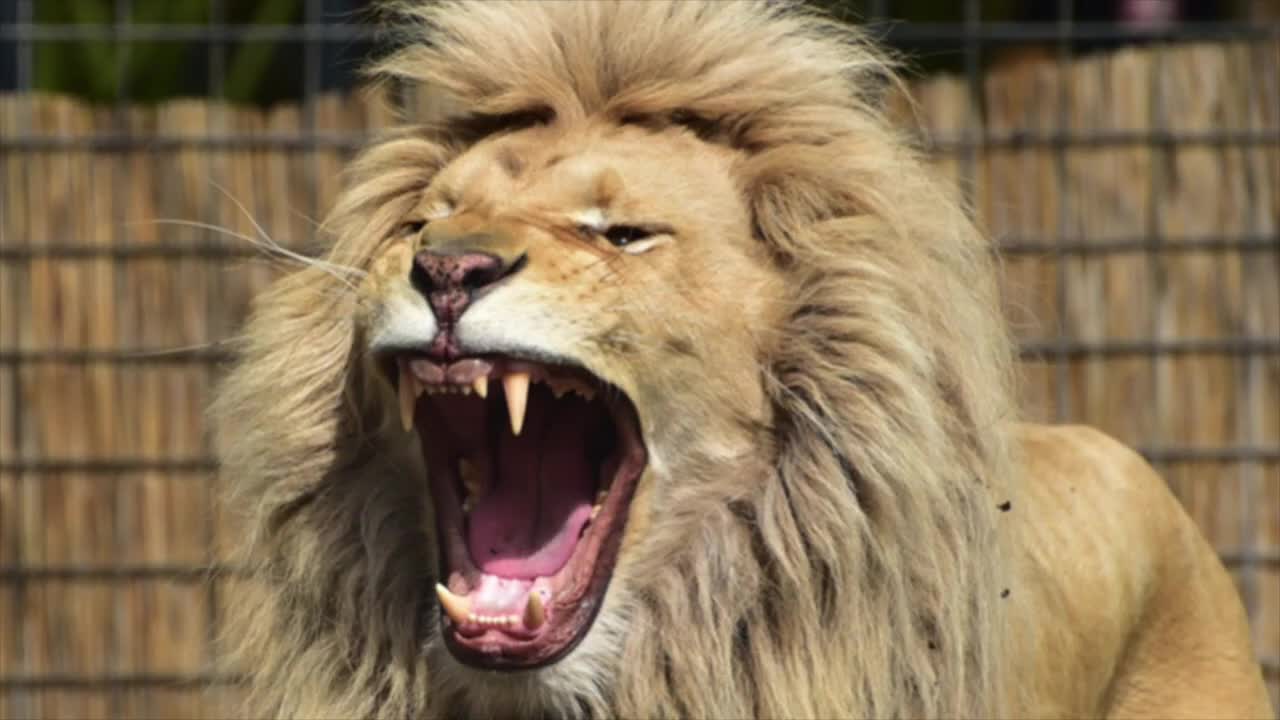 INTENSE Lion Roaring Sounds _ Scary Lions Roar Sound Effect