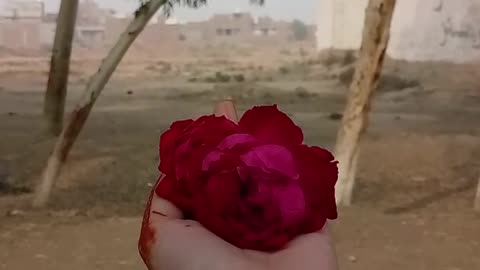 Dua