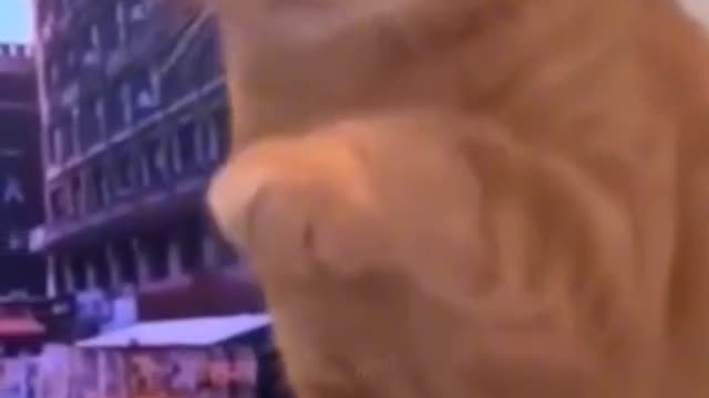 funny animal clips cats