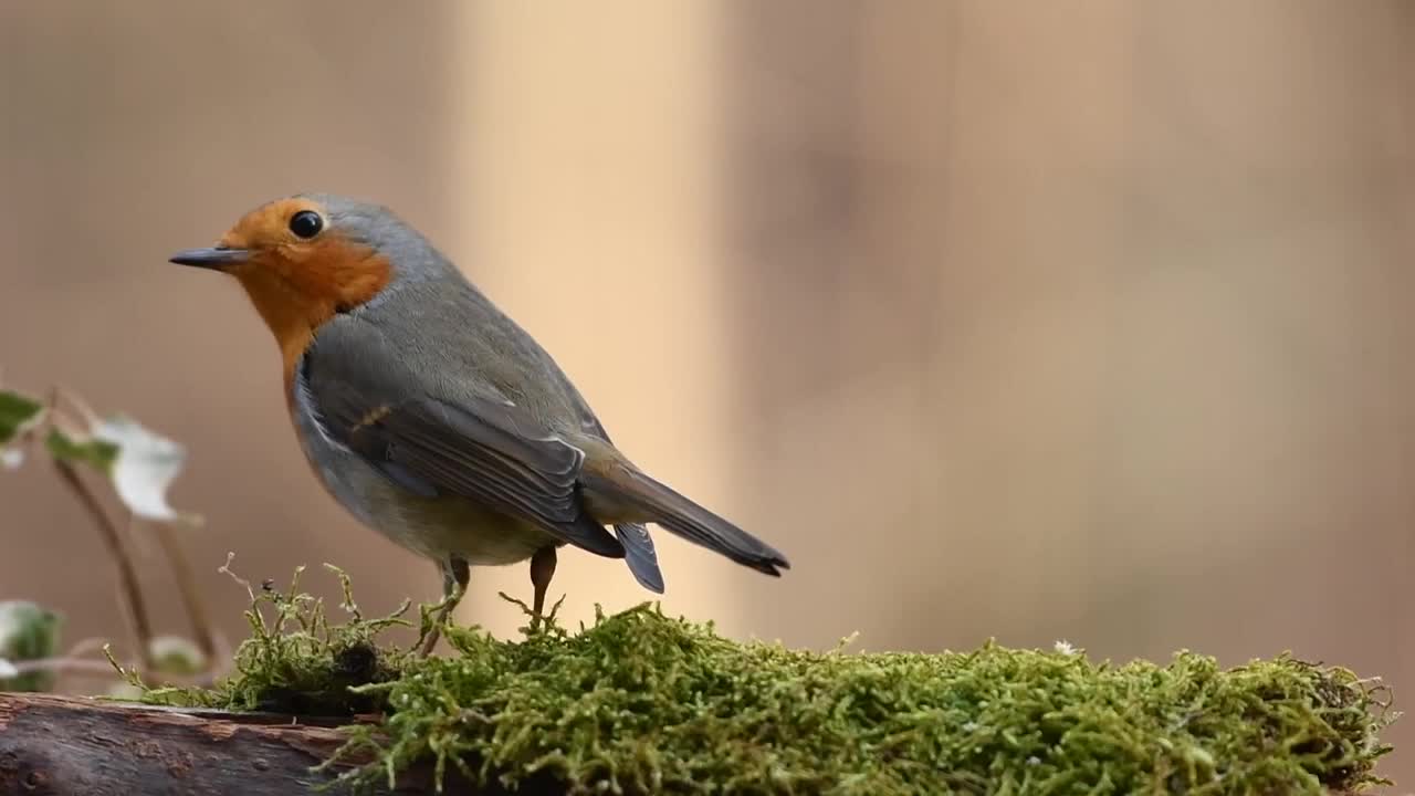 sehr schöner vogel