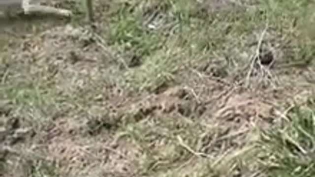 Funny dog