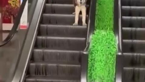 Cat and Dog funny video