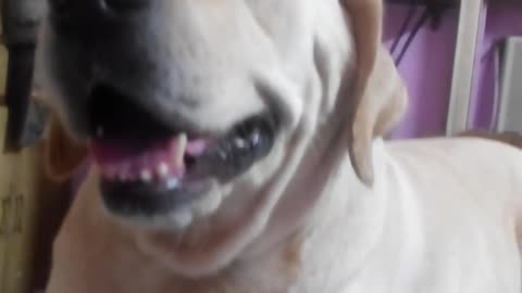White dog howling at owner beat boxing