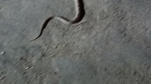 Dangerous snake