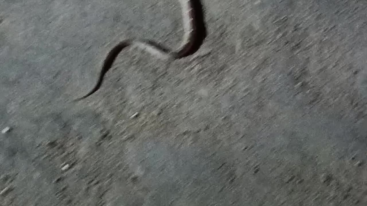 Dangerous snake