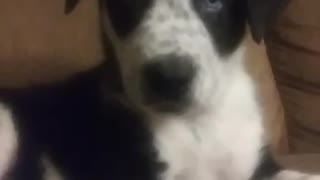 Puppy was like huh