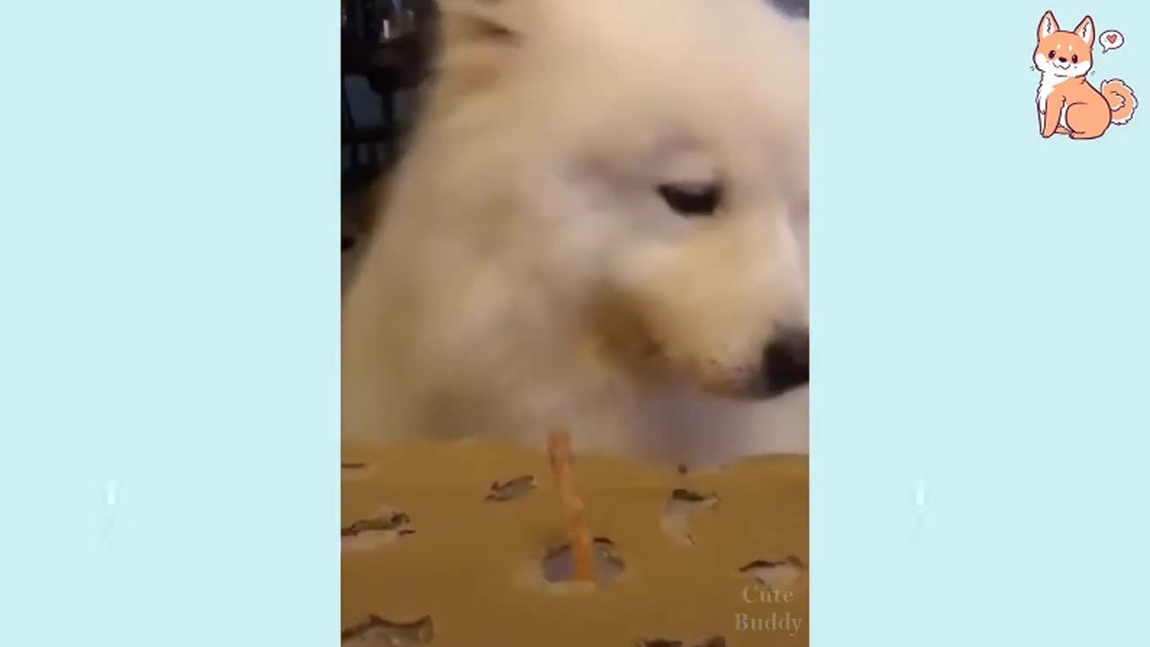 Filhotes de cães | Vídeos de cachorro engraçados