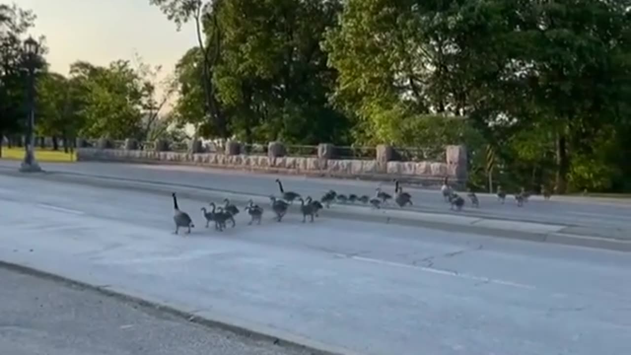 Follow the Leader