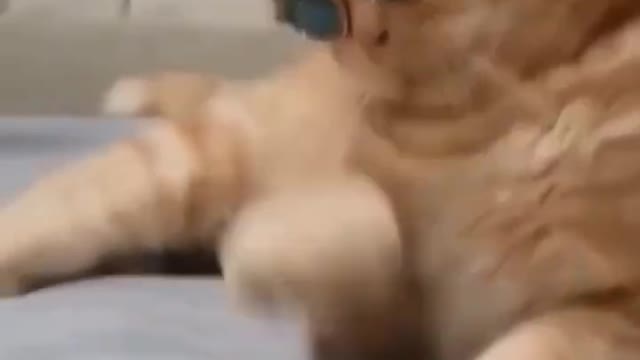 Cute little Cats Video || Cute Animals Of World