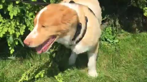Cream dog massaging itself against bush