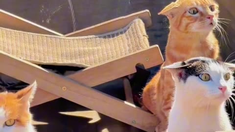 Hilarious cat reaction when owner take hungry cats go fishing