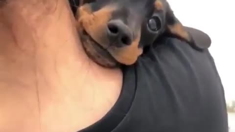 Cute and funny animals