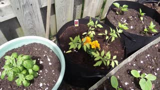LITTLE MISS GREEN THUMBS