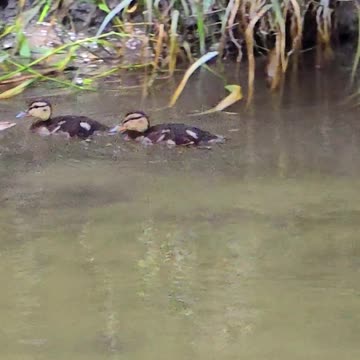 Cute ducklings swimming in a river with their mother.