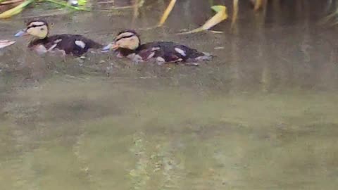 Cute ducklings swimming in a river with their mother.