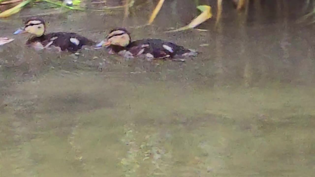 Cute ducklings swimming in a river with their mother.