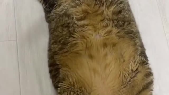 Смешные и милые животные _ Episode #2