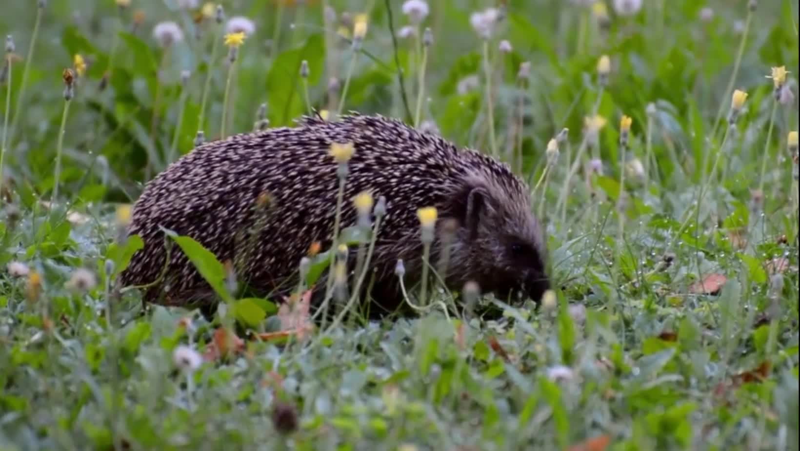 Hungry Porcupine Eating in the Field