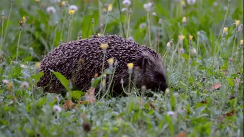 Hungry Porcupine Eating in the Field